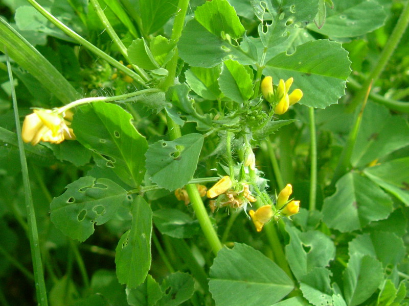 Medicago arabica